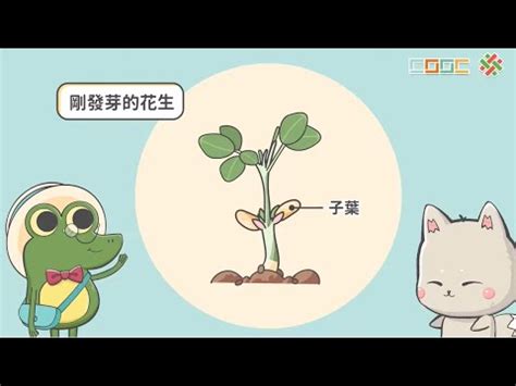 多子葉植物